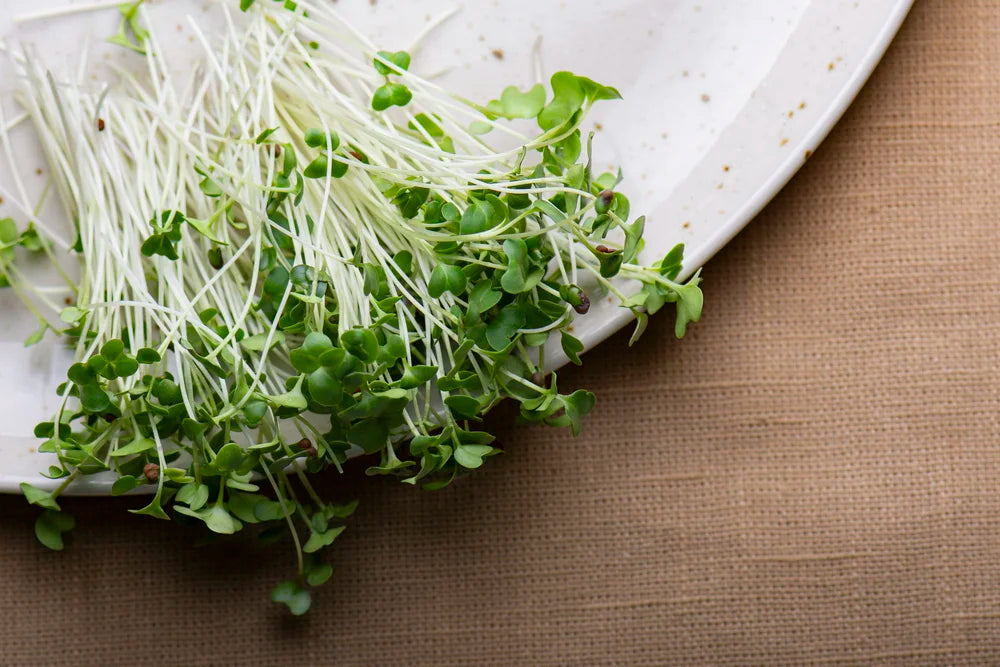 Broccoli Microgreens