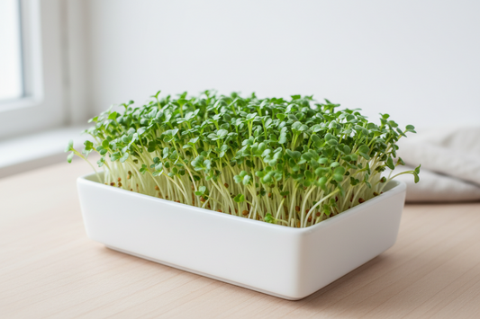 Broccoli Microgreens