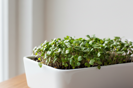Kale Microgreens