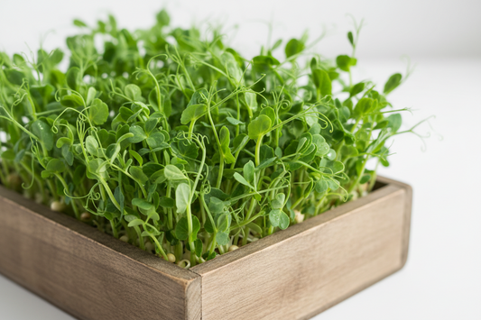 Pea Microgreens