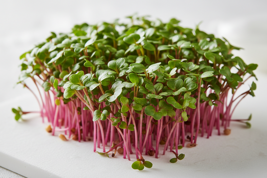 Radish Microgreens