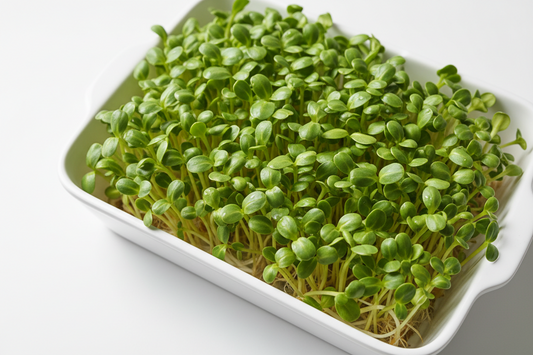 Sunflower Microgreen